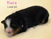 Kiara, a female Miniature Australian Shepherd for sale in Jasper, MO – Photo 2 of 2