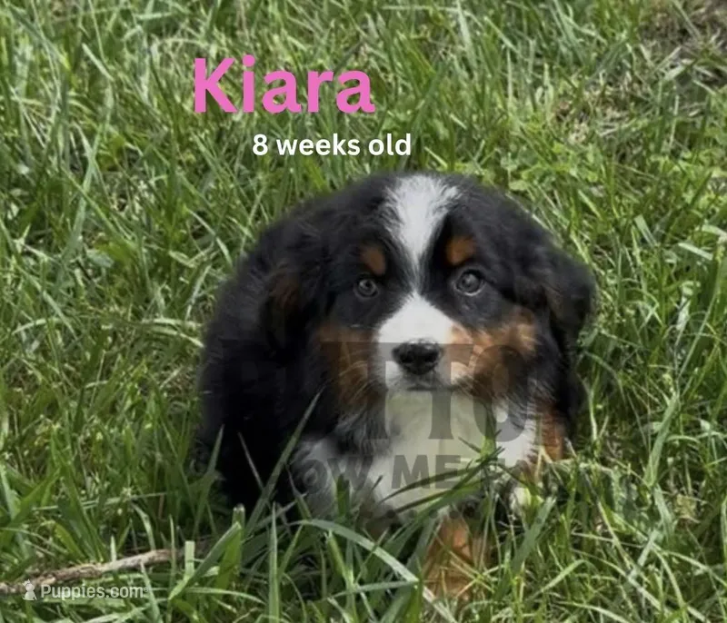 Kiara - On Sale til 4/25 – Miniature Australian Shepherd puppy for sale in Jasper, MO