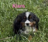 Kiara - On Sale til 4/25, a female Miniature Australian Shepherd for sale in Jasper, MO – Photo 1 of 3