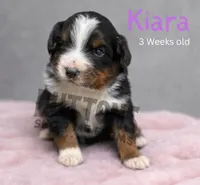 Kiara, a female Miniature Australian Shepherd for sale in Jasper, MO – Photo 1 of 2