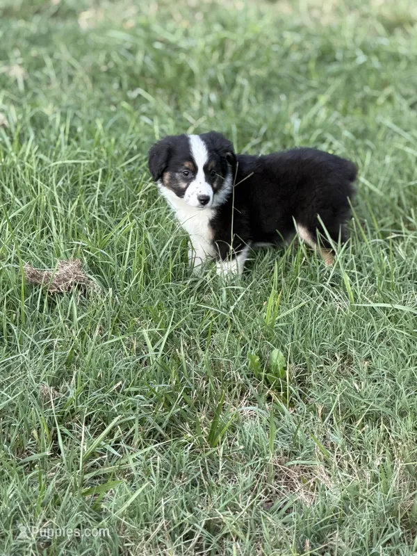 Creek - Ready Now – Miniature Australian Shepherd puppy for sale in Jasper, MO