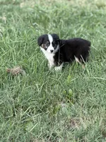 Creek - Ready Now, a male Miniature Australian Shepherd for sale in Jasper, MO – 1 of 4