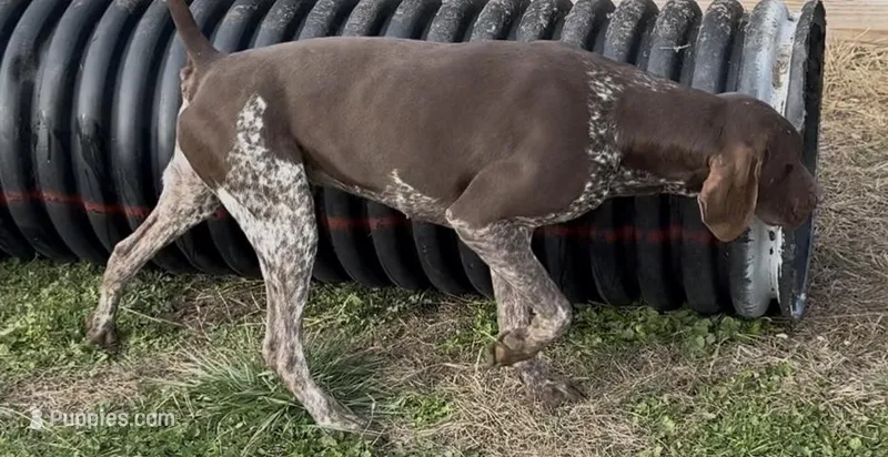 Grizz, a male German Shorthaired Pointer for sale in Jasper, MO – Photo 1 of 1