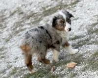 Branch - Ready Now, a male Miniature Australian Shepherd for sale in Jasper, MO – 2 of 7