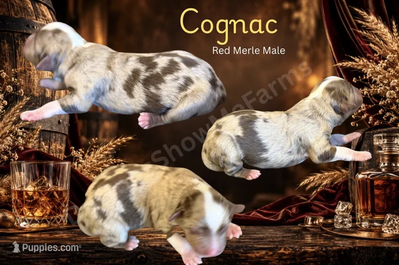 Cognac – Miniature American Shepherd puppy for sale in Oronogo, MO