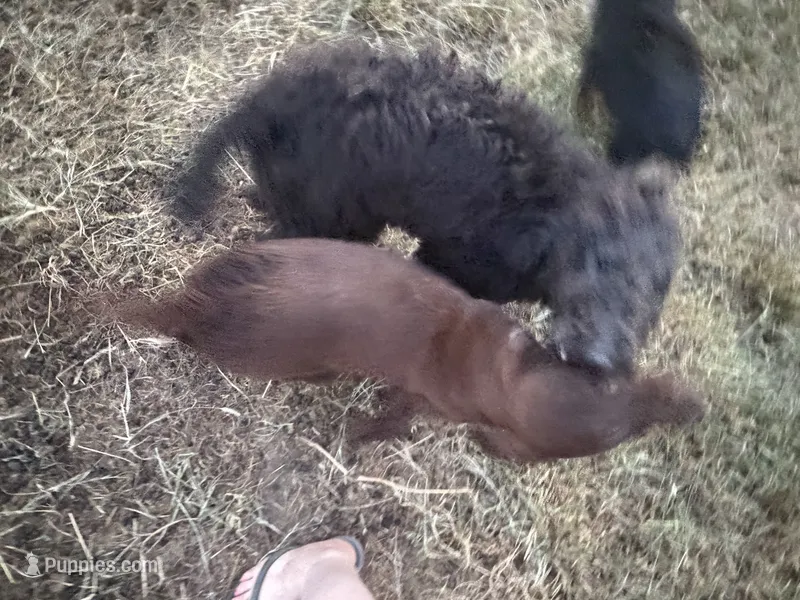 Freya - service dog washout fully obedience trained – Poodle - Standard  puppy for sale in Jasper, MO