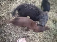 Freya, a female Poodle - Standard  for sale in Jasper, MO – 1 of 3