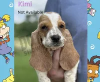 Kimi, a female Basset Hound for sale in Jasper, MO – 1 of 1