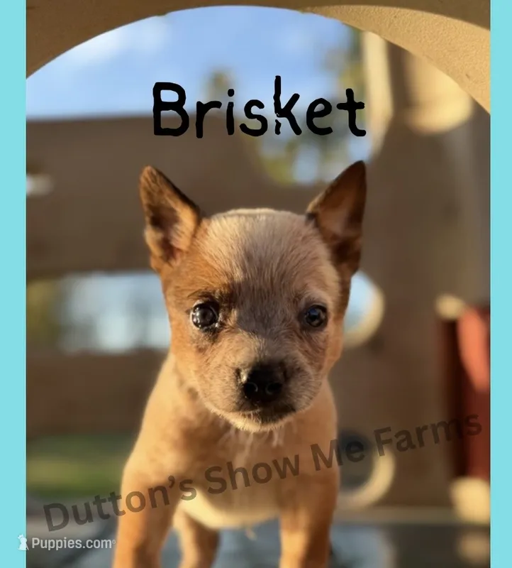 Brisket - AKC - Fall Sale – Australian Cattle Dog puppy for sale in Oronogo, MO