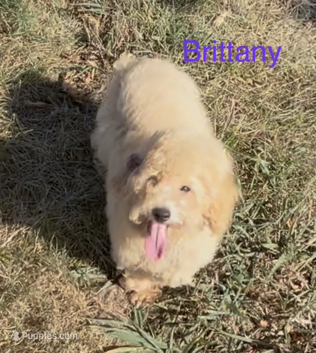Brittany – Maltipoo puppy for sale in Jasper, MO