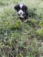 Oopsie - Ready Now, a male Toy Australian Shepherd for sale in Jasper, MO – 8 of 9