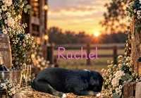 Rachel, a female Miniature Australian Shepherd for sale in Oronogo, MO – 3 of 4