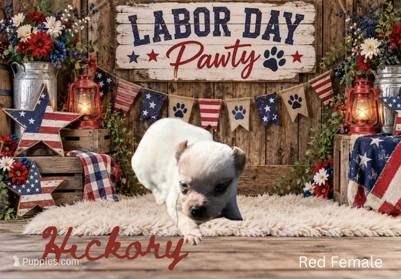 Hickory – Australian Cattle Dog puppy for sale in Oronogo, MO