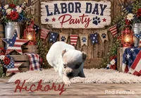 Hickory, a female Australian Cattle Dog for sale in Oronogo, MO – 1 of 2