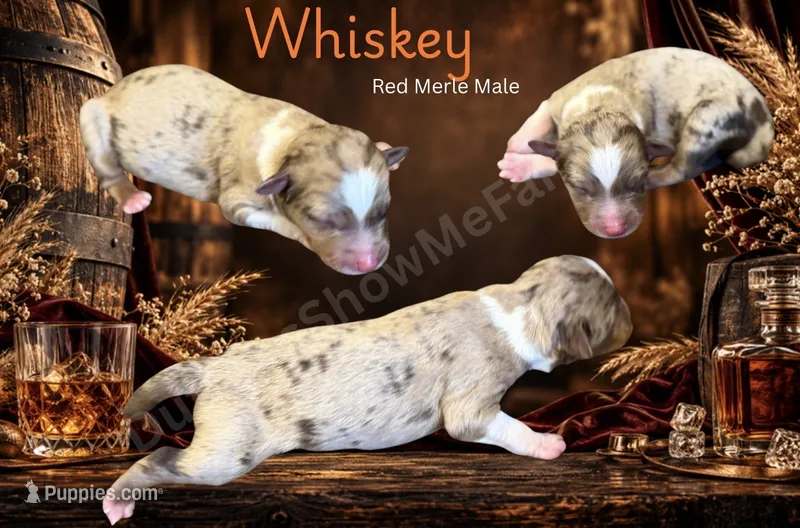 Whiskey – Miniature Australian Shepherd puppy for sale in Oronogo, MO