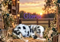 Gloria, a female Miniature Australian Shepherd for sale in Oronogo, MO – 3 of 4