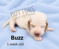 Buzz, a male Basset Hound for sale in Jasper, MO – 1 of 1