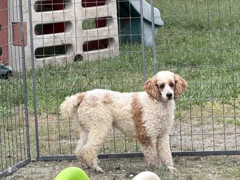 Ace - AKC - Make Offer – Poodle - Miniature  puppy for sale in Jasper, MO