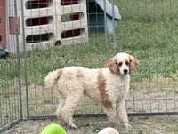 Ace - AKC - Make Offer, a male Poodle - Miniature  for sale in Oronogo, MO – 1 of 1