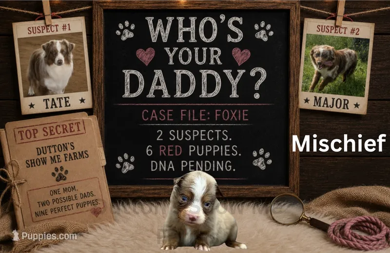 Mischief  – Miniature American Shepherd puppy for sale in Jasper, MO