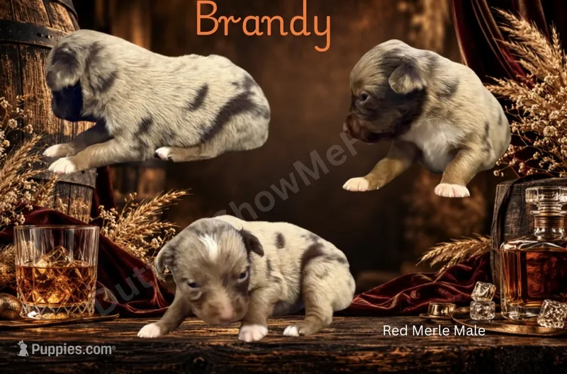 Brandy  – Miniature American Shepherd puppy for sale in Oronogo, MO