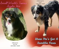 Gloria, a female Miniature Australian Shepherd for sale in Oronogo, MO – 4 of 4