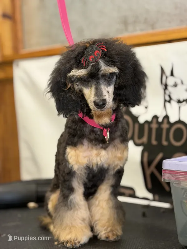 Kuzco – Poodle - Miniature  puppy for sale in Oronogo, MO