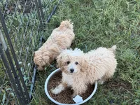 Simon - READY NOW, a male Maltipoo for sale in Oronogo, MO – 3 of 3