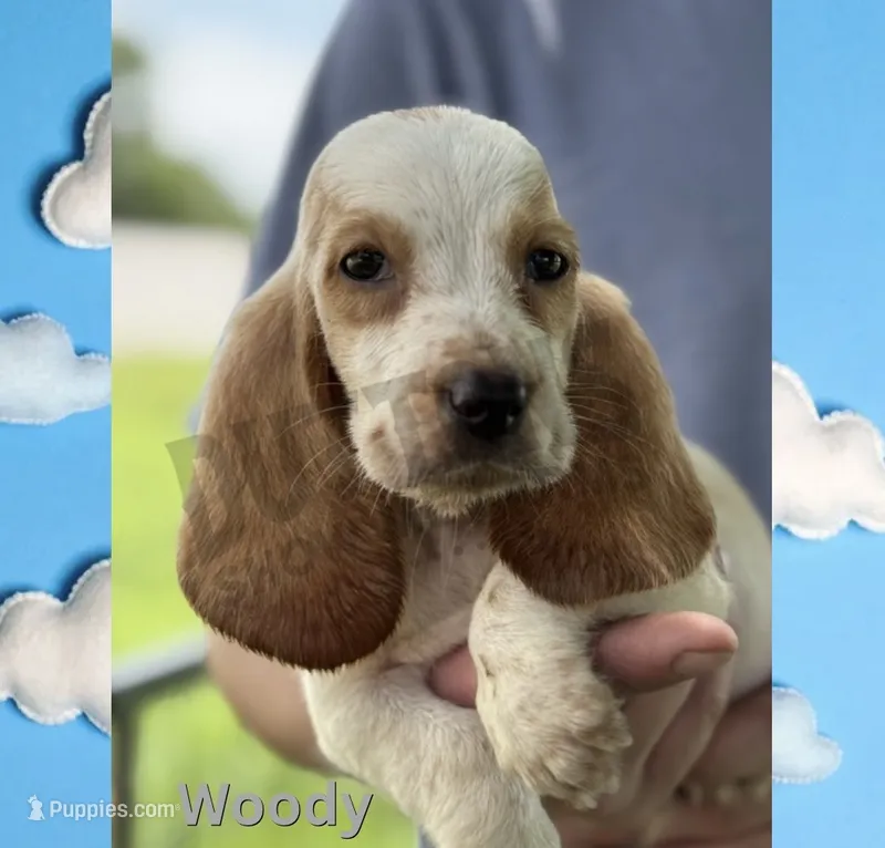 Woody – Basset Hound puppy for sale in Jasper, MO