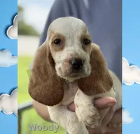 Woody, a male Basset Hound for sale in Jasper, MO – 1 of 1