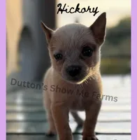Hickory, a female Australian Cattle Dog for sale in Oronogo, MO – 2 of 2