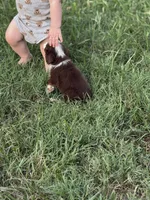 Havoc - Ready Now, a male Toy Australian Shepherd for sale in Jasper, MO – 6 of 9