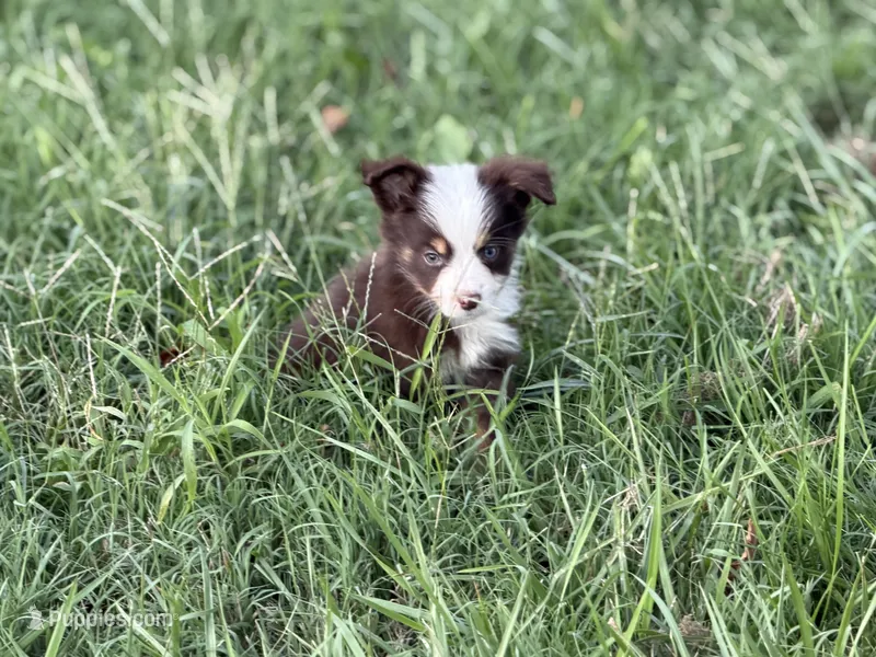 Havoc - Ready Now – Toy Australian Shepherd puppy for sale in Jasper, MO