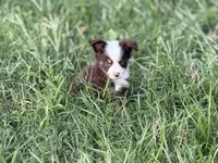 Havoc - Ready Now, a male Toy Australian Shepherd for sale in Jasper, MO – 1 of 9