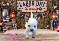 Ember - AKC - Fall Sale, a female Australian Cattle Dog for sale in Oronogo, MO – 2 of 3
