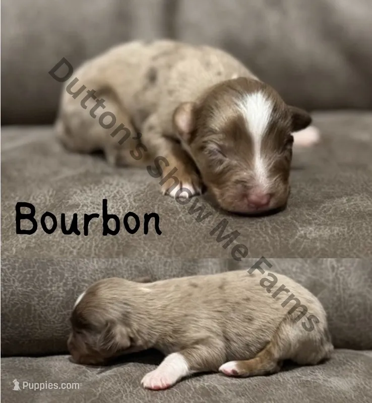 Bourbon - Fall Sale – Miniature Australian Shepherd puppy for sale in Oronogo, MO