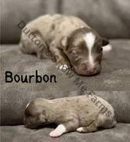 Bourbon , a male Miniature American Shepherd for sale in Oronogo, MO – 1 of 3