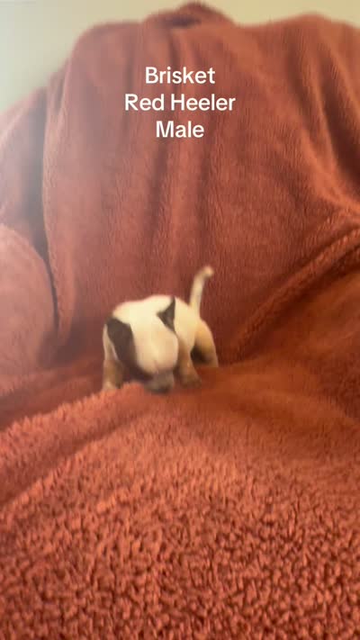 Brisket - AKC , a male Australian Cattle Dog for sale in Oronogo, MO – 2 of 2