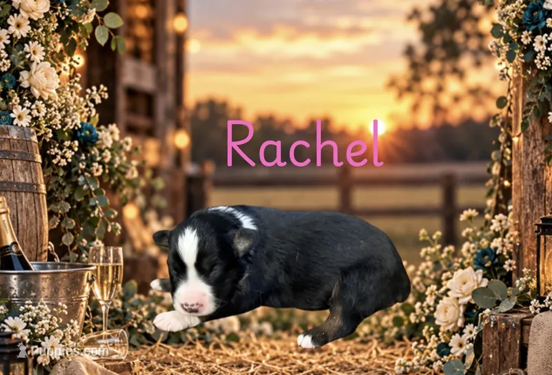 Rachel – Miniature Australian Shepherd puppy for sale in Oronogo, MO