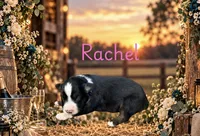 Rachel, a female Miniature Australian Shepherd for sale in Oronogo, MO – 1 of 4