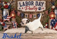 Brisket , a male Australian Cattle Dog for sale in Oronogo, MO – 2 of 2