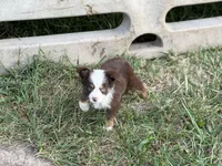 Havoc - Ready Now, a male Toy Australian Shepherd for sale in Jasper, MO – 8 of 9