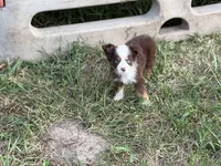 Havoc - Ready Now, a male Toy Australian Shepherd for sale in Jasper, MO – 5 of 9
