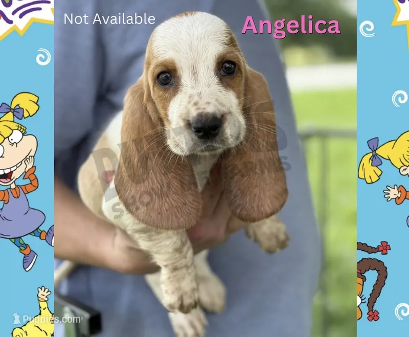 Angelica - Ready Now – Basset Hound puppy for sale in Jasper, MO