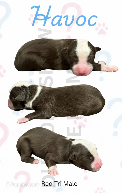 Havoc – Miniature American Shepherd puppy for sale in Jasper, MO