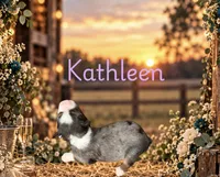Kathleen, a female Miniature Australian Shepherd for sale in Oronogo, MO – 2 of 4