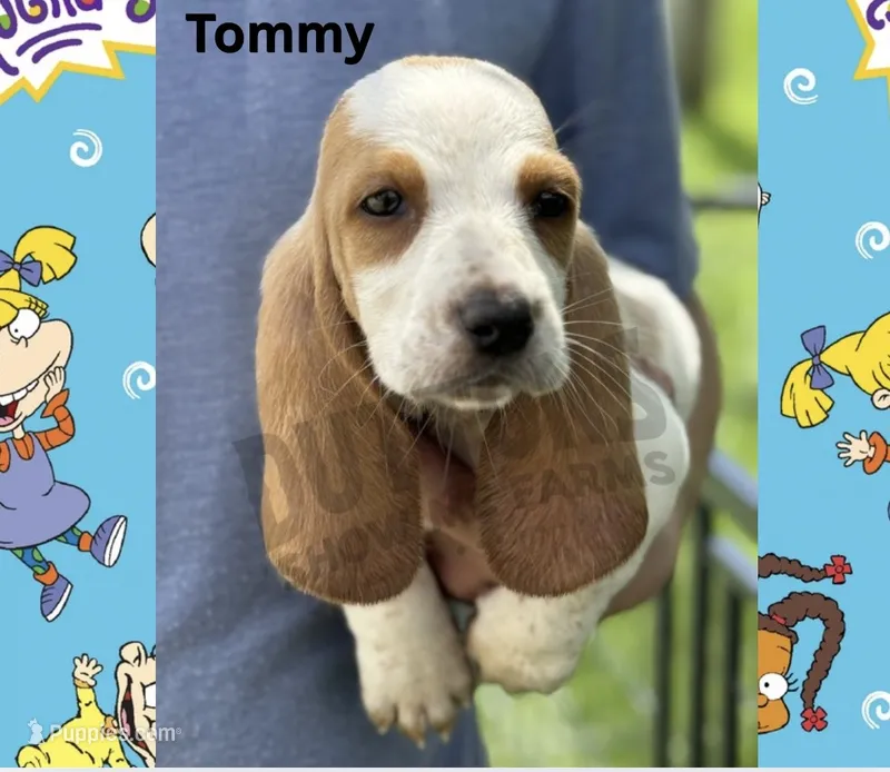Tommy – Basset Hound puppy for sale in Jasper, MO