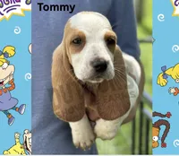 Tommy, a male Basset Hound for sale in Jasper, MO – 1 of 1