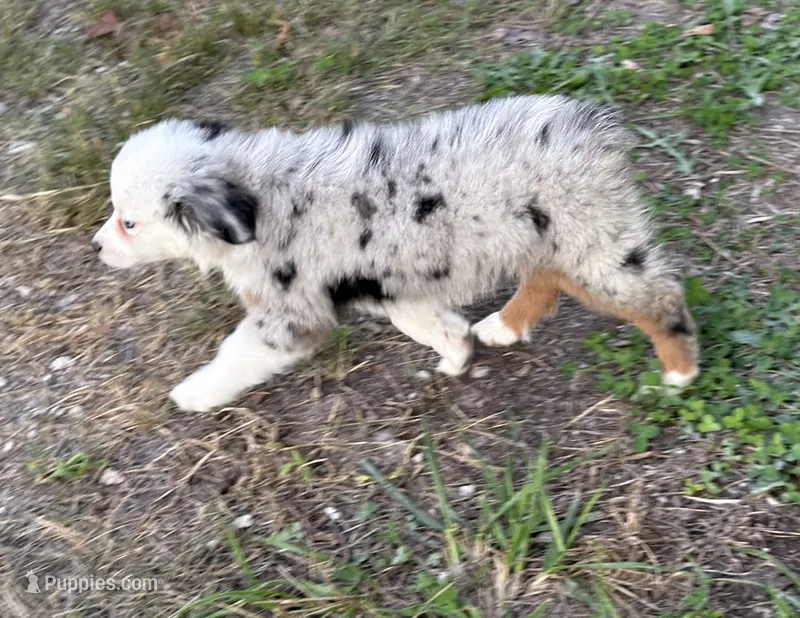 Bridget - Ready Now – Miniature American Shepherd puppy for sale in Jasper, MO