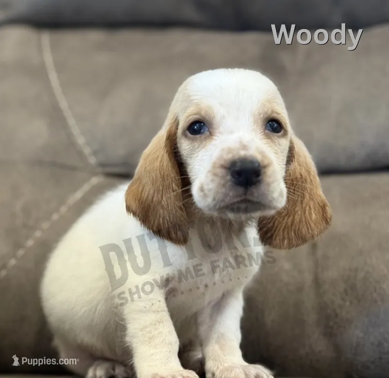 Woody  – Basset Hound puppy for sale in Jasper, MO